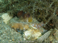 A Octopus. I use a Olympus 6000 point and shoot camera wi... by Eric Walker 